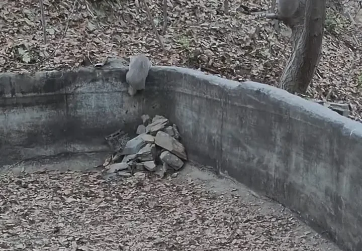 برای دیدن؛ نجات دو گورکن گیر افتاده در استخر