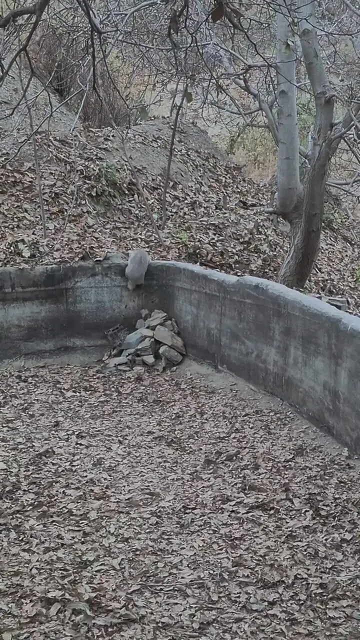 برای دیدن؛ نجات دو گورکن گیر افتاده در استخر 1 برای دیدن؛ نجات دو گورکن گیر افتاده در استخر