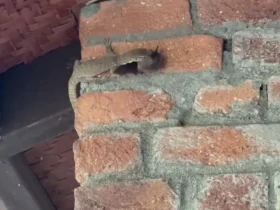 برای دیدن؛ یک مارمولک در حال شکار خفاش ها روی دیوار است