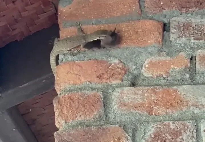 برای دیدن؛ یک مارمولک در حال شکار خفاش ها روی دیوار است