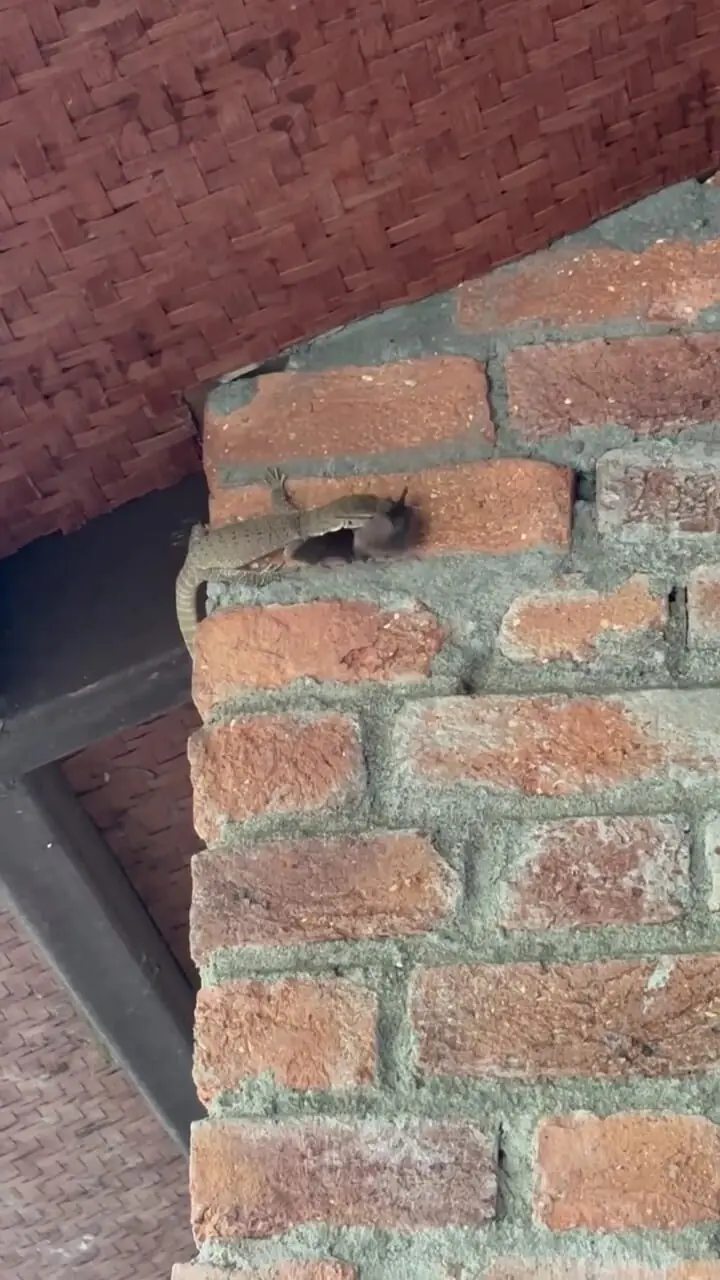 برای دیدن؛ یک مارمولک در حال شکار خفاش ها روی دیوار است