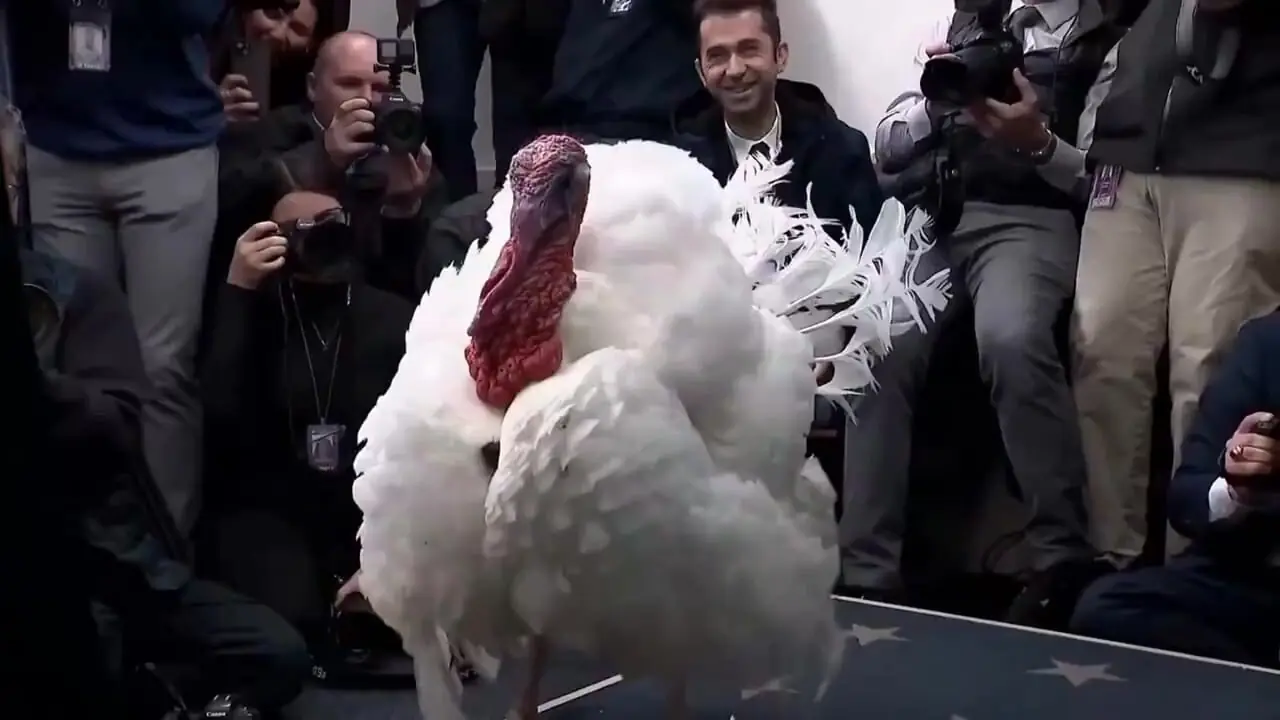 ترکیه در مراسم عفو مورد توجه پسر سخنگوی کاخ سفید قرار گرفت