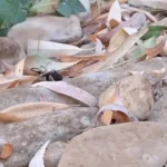 تصاویری زیبا از مادر عنکبوت