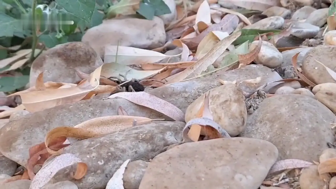 تصاویری زیبا از مادر عنکبوت 1 تصاویری زیبا از مادر عنکبوت