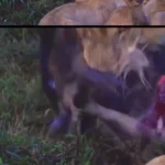 تضاد تصویر رسانه ای با واقعیت؛ شیرها گوزن یال دار را زنده زنده خوردند