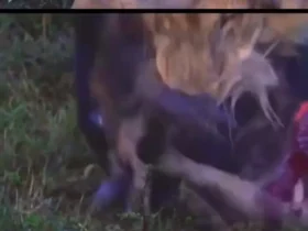 تضاد تصویر رسانه ای با واقعیت؛ شیرها گوزن یال دار را زنده زنده خوردند 9 تضاد تصویر رسانه ای با واقعیت؛ شیرها گوزن یال دار را زنده زنده خوردند