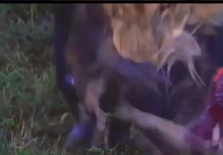 تضاد تصویر رسانه ای با واقعیت؛ شیرها گوزن یال دار را زنده زنده خوردند