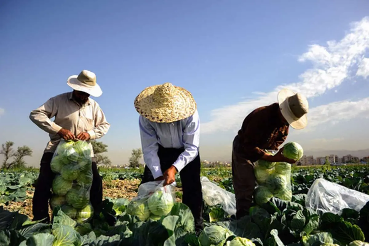 حراج آب بیخگوش در تهران