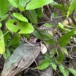 حمله فرصت طلبانه شاه کبری به مار غول پیکر