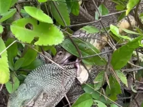 حمله فرصت طلبانه شاه کبری به مار غول پیکر