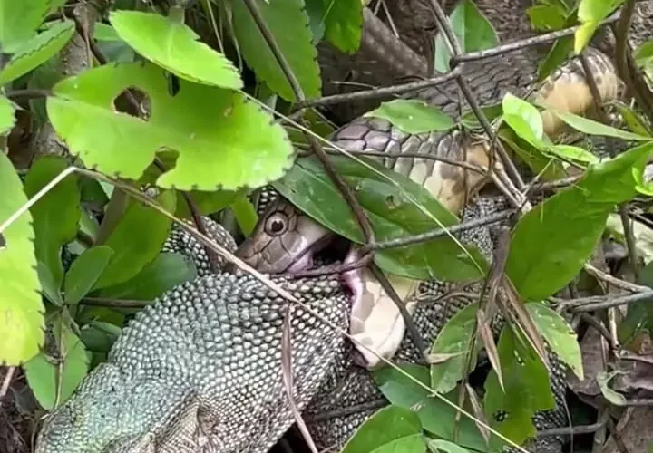 حمله فرصت طلبانه شاه کبری به مار غول پیکر