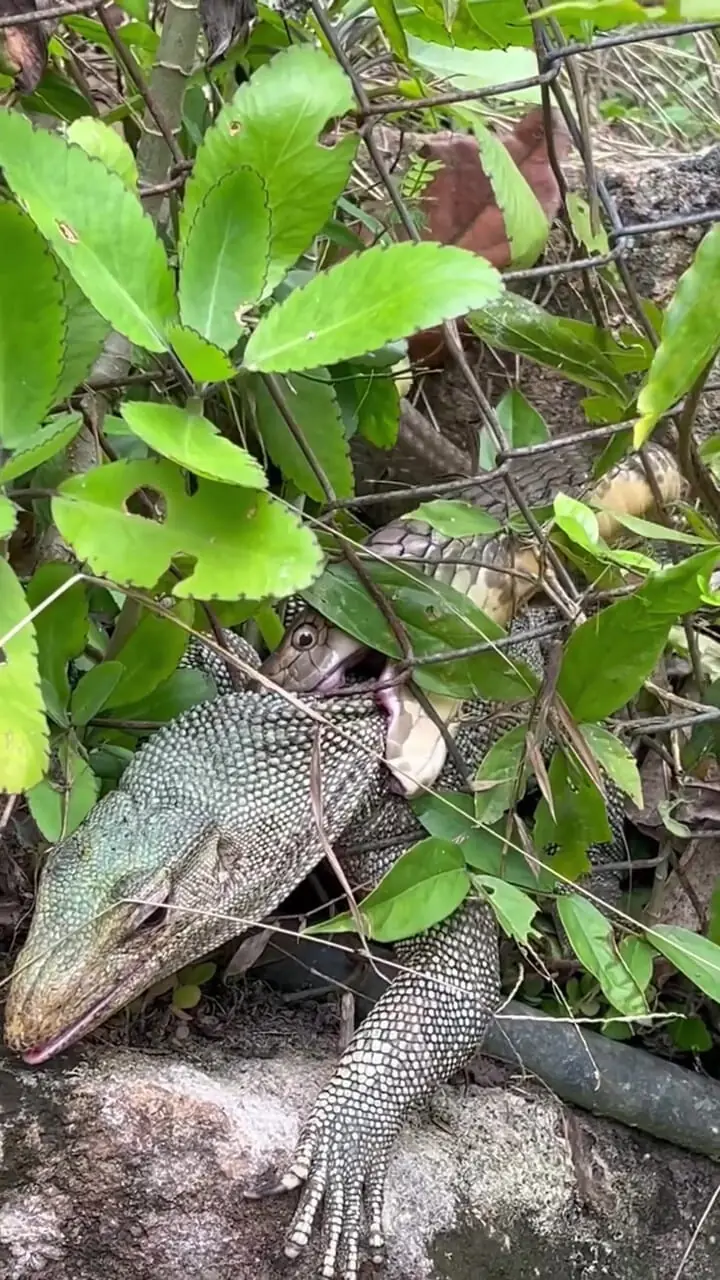 حمله فرصت طلبانه شاه کبری به مار غول پیکر