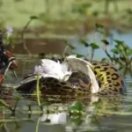 حواصیل بدشانس توسط آناکوندای غول پیکر شکار شد