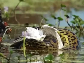 حواصیل بدشانس توسط آناکوندای غول پیکر شکار شد 9 حواصیل بدشانس توسط آناکوندای غول پیکر شکار شد