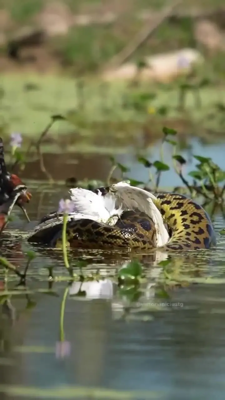 حواصیل بدشانس توسط آناکوندای غول پیکر شکار شد