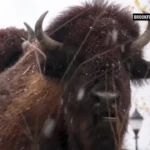 حیوانات باغ وحش بروکفیلد اولین بارش برف فصل را مشاهده کردند