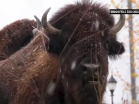 حیوانات باغ وحش بروکفیلد اولین بارش برف فصل را مشاهده کردند