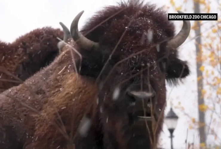 حیوانات باغ وحش بروکفیلد اولین بارش برف فصل را مشاهده کردند