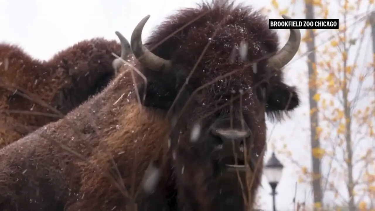 حیوانات باغ وحش بروکفیلد اولین بارش برف فصل را مشاهده کردند