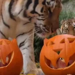حیوانات باغ وحش هالووین را با کدو تنبل جشن می گیرند