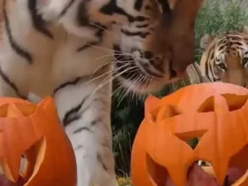حیوانات باغ وحش هالووین را با کدو تنبل جشن می گیرند 8 حیوانات باغ وحش هالووین را با کدو تنبل جشن می گیرند