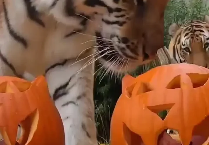 حیوانات باغ وحش هالووین را با کدو تنبل جشن می گیرند 19 حیوانات باغ وحش هالووین را با کدو تنبل جشن می گیرند