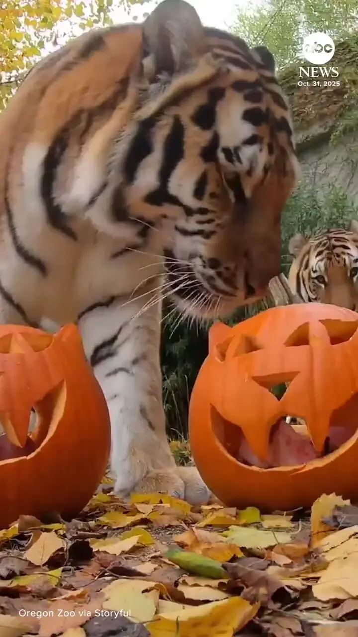 حیوانات باغ وحش هالووین را با کدو تنبل جشن می گیرند