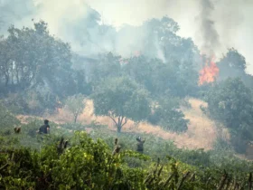 خبر خوش از گالیکش و کلاله; آتش سوزی جنگل های هیرکانی در بسیاری از نقاط خاموش شد