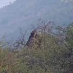 خوردن خرس قهوه ای در جنگل های هیرکانی