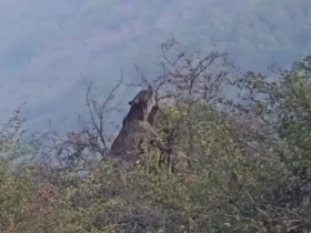 خوردن خرس قهوه ای در جنگل های هیرکانی