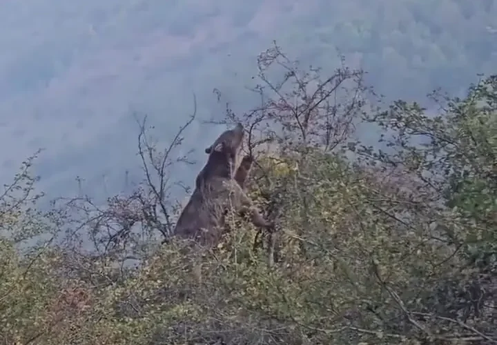 خوردن خرس قهوه ای در جنگل های هیرکانی