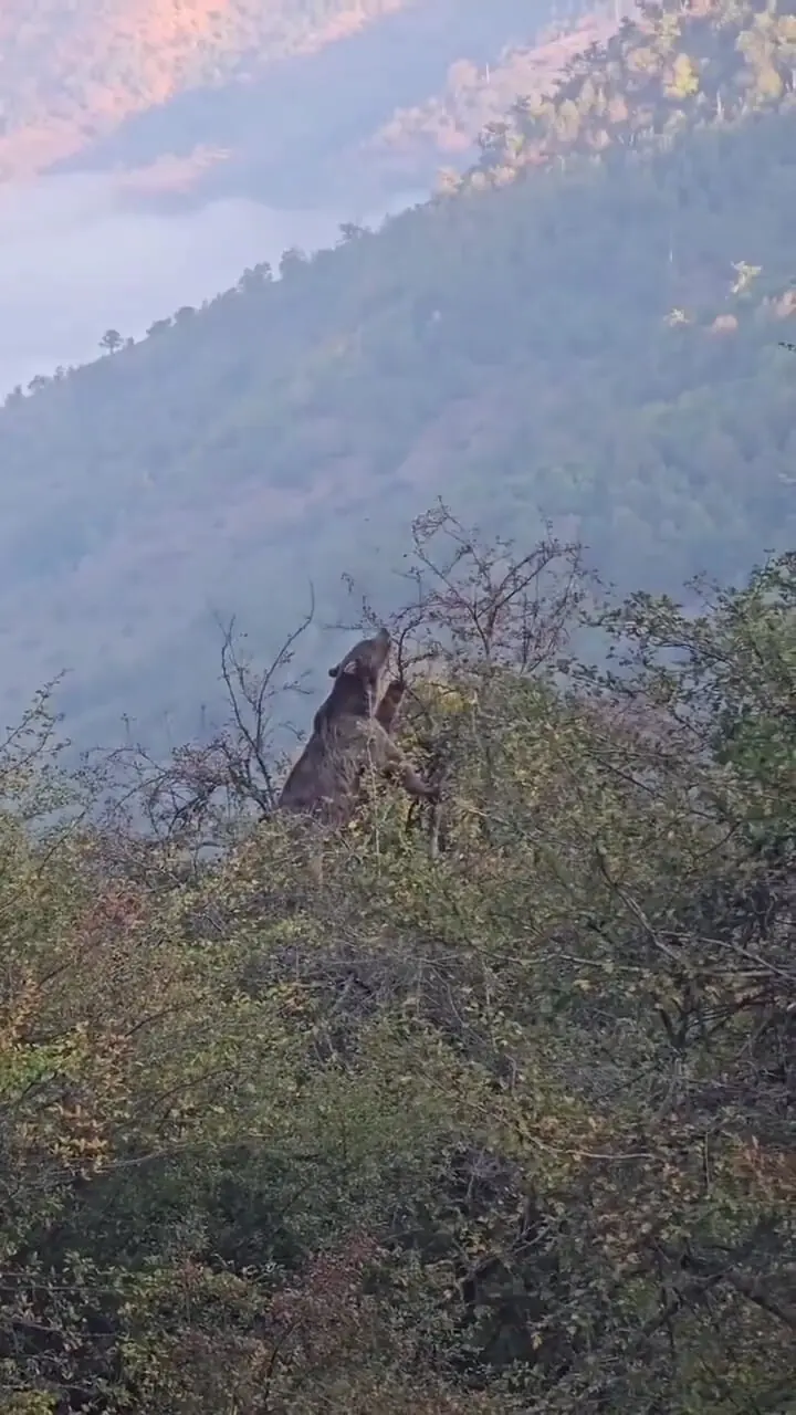 خوردن خرس قهوه ای در جنگل های هیرکانی