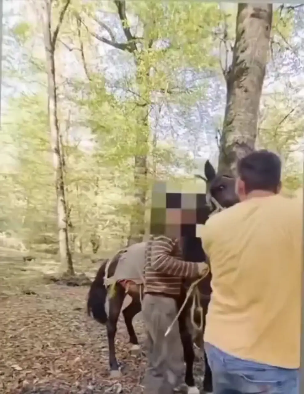 دستگیری قاچاقچی چوب که جنگل بانان آملی را «با داس و تبر» کشت.