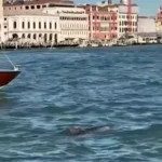 دلفینی که گردشگران ونیزی را به وجد می آورد