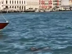 دلفینی که گردشگران ونیزی را به وجد می آورد
