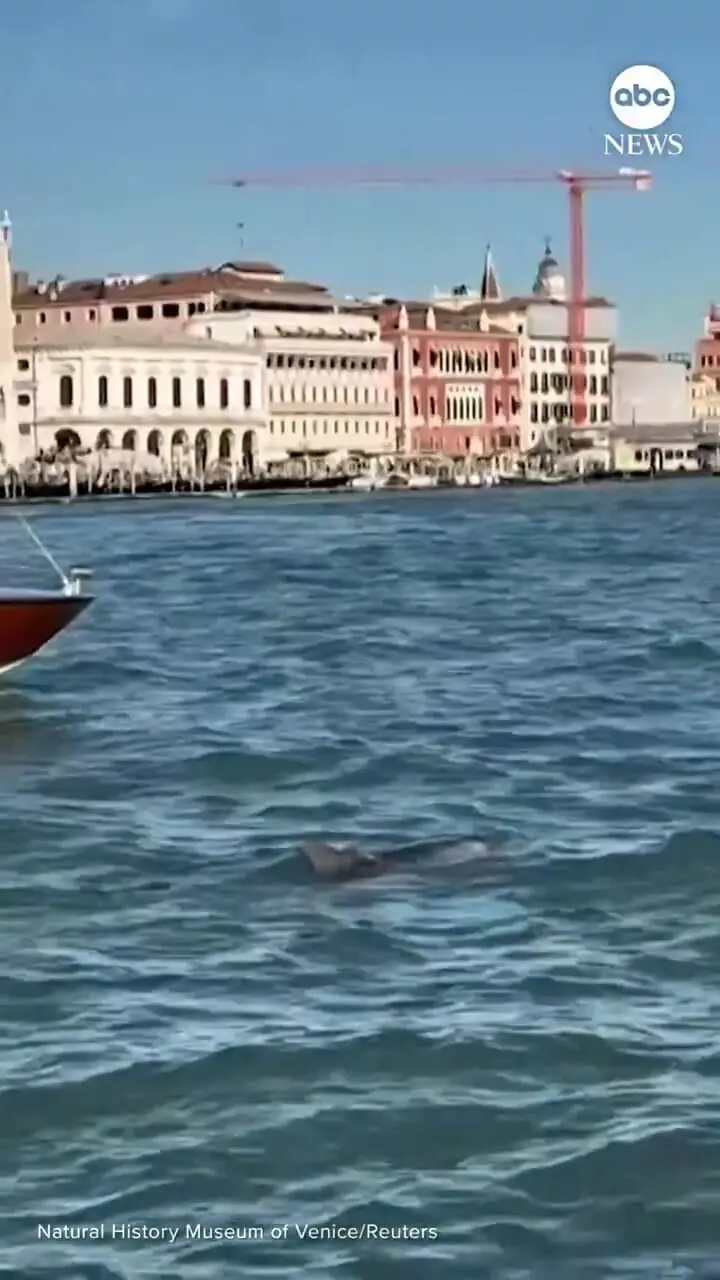 دلفینی که گردشگران ونیزی را به وجد می آورد 1 دلفینی که گردشگران ونیزی را به وجد می آورد