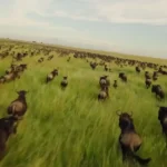 رقص زندگی در سرنگتی؛ مهاجرت گسترده میلیون ها گوزن شاخدار