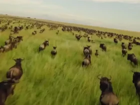 رقص زندگی در سرنگتی؛ مهاجرت گسترده میلیون ها گوزن شاخدار 8 رقص زندگی در سرنگتی؛ مهاجرت گسترده میلیون ها گوزن شاخدار