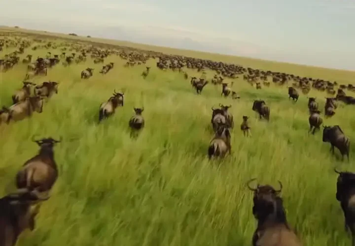 رقص زندگی در سرنگتی؛ مهاجرت گسترده میلیون ها گوزن شاخدار