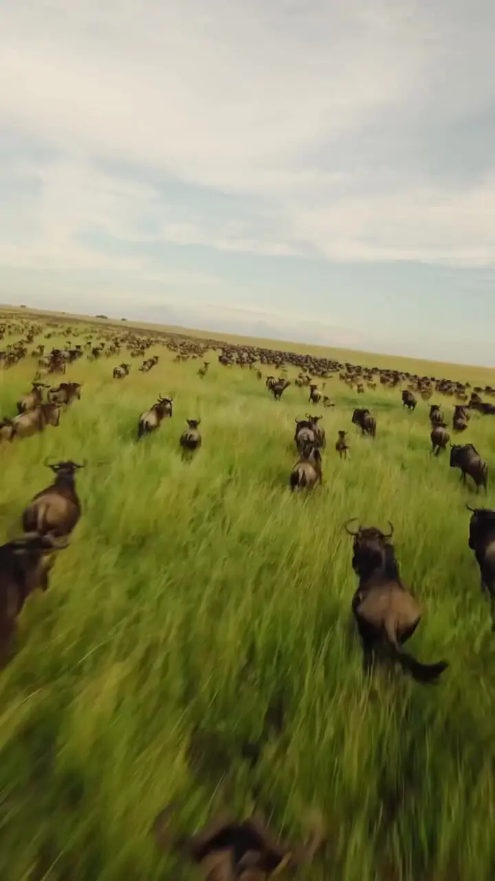 رقص زندگی در سرنگتی؛ مهاجرت گسترده میلیون ها گوزن شاخدار