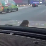 روی کاپوت خودرو یک موش مشاهده شد که باعث وحشت شد