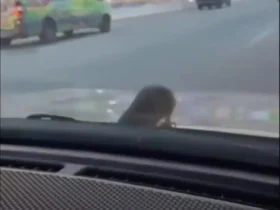 روی کاپوت خودرو یک موش مشاهده شد که باعث وحشت شد 8 روی کاپوت خودرو یک موش مشاهده شد که باعث وحشت شد