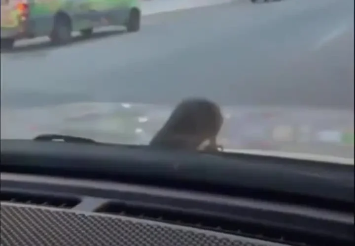 روی کاپوت خودرو یک موش مشاهده شد که باعث وحشت شد