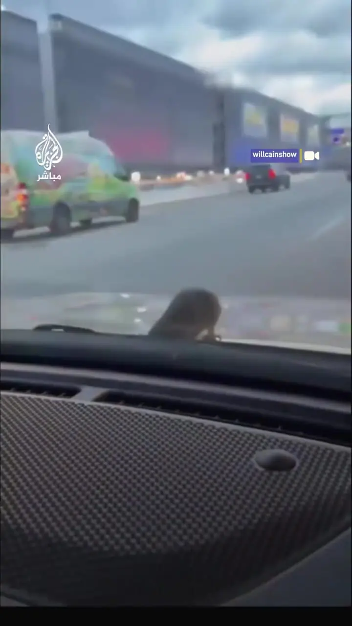 روی کاپوت خودرو یک موش مشاهده شد که باعث وحشت شد