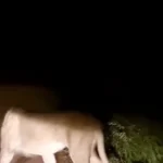 رویارویی یک شیر جوان و یک جوجه تیغی در دل بیابان