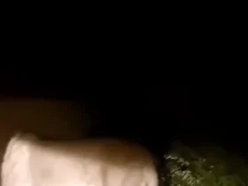 رویارویی یک شیر جوان و یک جوجه تیغی در دل بیابان 9 رویارویی یک شیر جوان و یک جوجه تیغی در دل بیابان