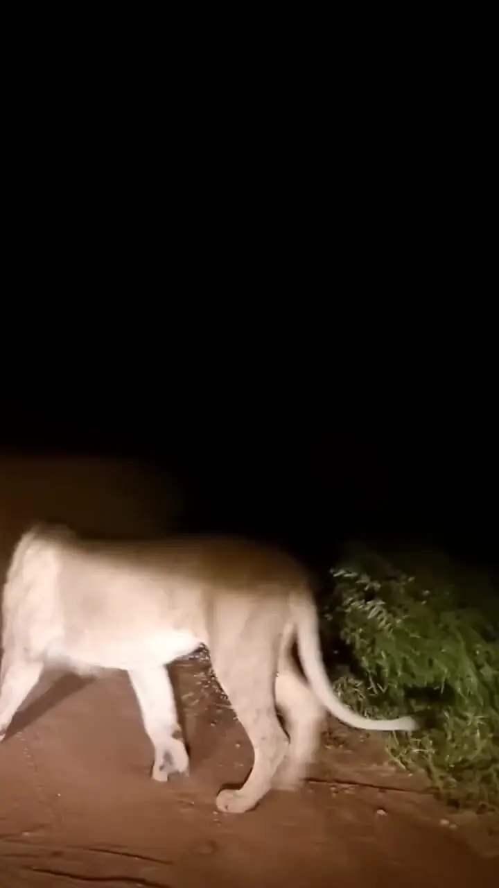 رویارویی یک شیر جوان و یک جوجه تیغی در دل بیابان 1 رویارویی یک شیر جوان و یک جوجه تیغی در دل بیابان