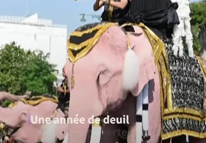 رژه فیل های صورتی در تایلند برای بزرگداشت ملکه مادر 15 رژه فیل های صورتی در تایلند برای بزرگداشت ملکه مادر