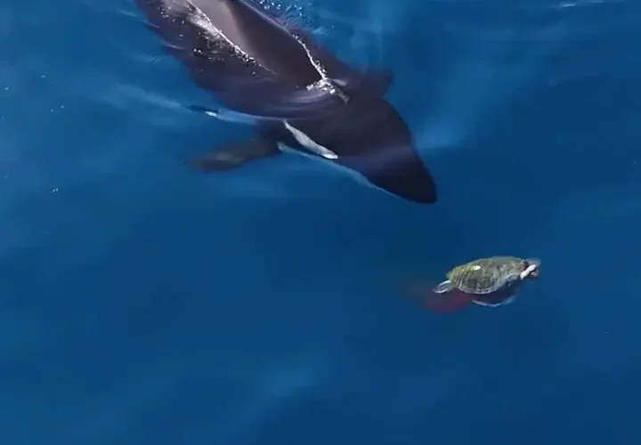 زمانی که نهنگ های قاتل به لاک پشت ها شکار را آموزش دادند