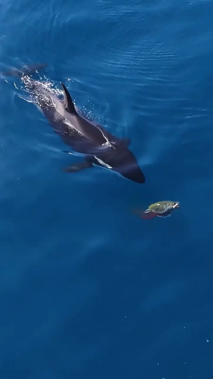 زمانی که نهنگ های قاتل به لاک پشت ها شکار را آموزش دادند